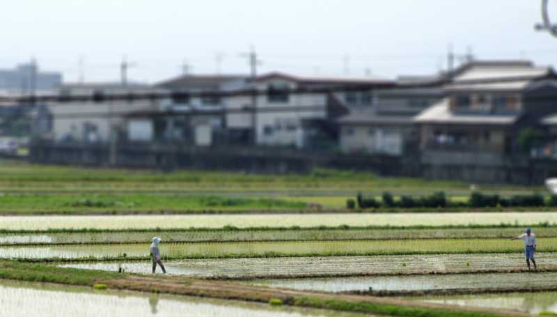 <span style="color: #ffffff;">A Japanese rice field in Nara Prefecture</span>